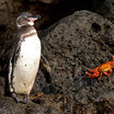 Galapagos Penguin